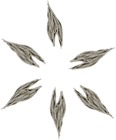 Flower Petals Hand Drawn